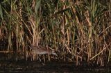 20110918_Klein waterhoen_Lepelaarsplassen_4